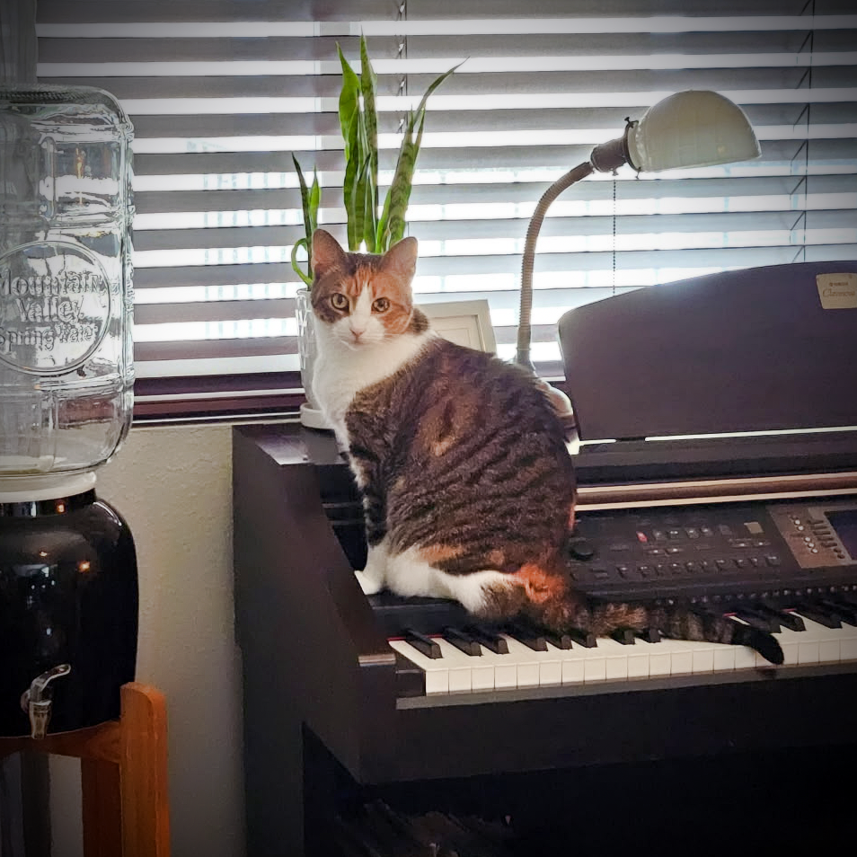 goral piano studio mascot dexy kitten keys